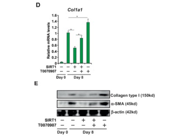 qPCR and Western Blot of Anti-Collagen Type I